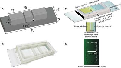A Macroscopic Diffusion-Based Gradient Generator to Establish Concentration Gradients of Soluble Molecules Within Hydrogel Scaffolds for Cell Culture
